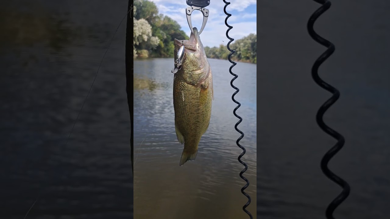 Black bass #ultralightfishing  en el #Pisuerga con se&ntilde;uelito de 3 gr #valladolid #fishing