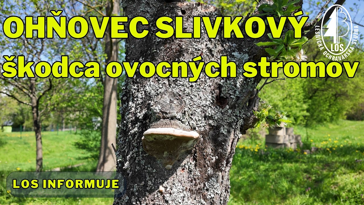 Ohňovec slivkový (Phellinus pomaceus) - častý škodca v našich záhradách