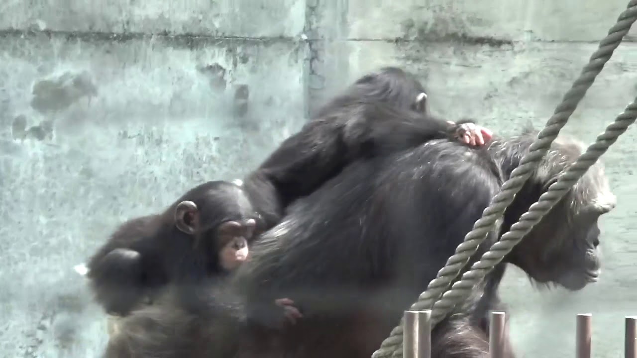 【チンパンジー双子のカラン＆コエ】超レア 双子と戯れるお父さんのリュウ登場‼️【東山動物園】