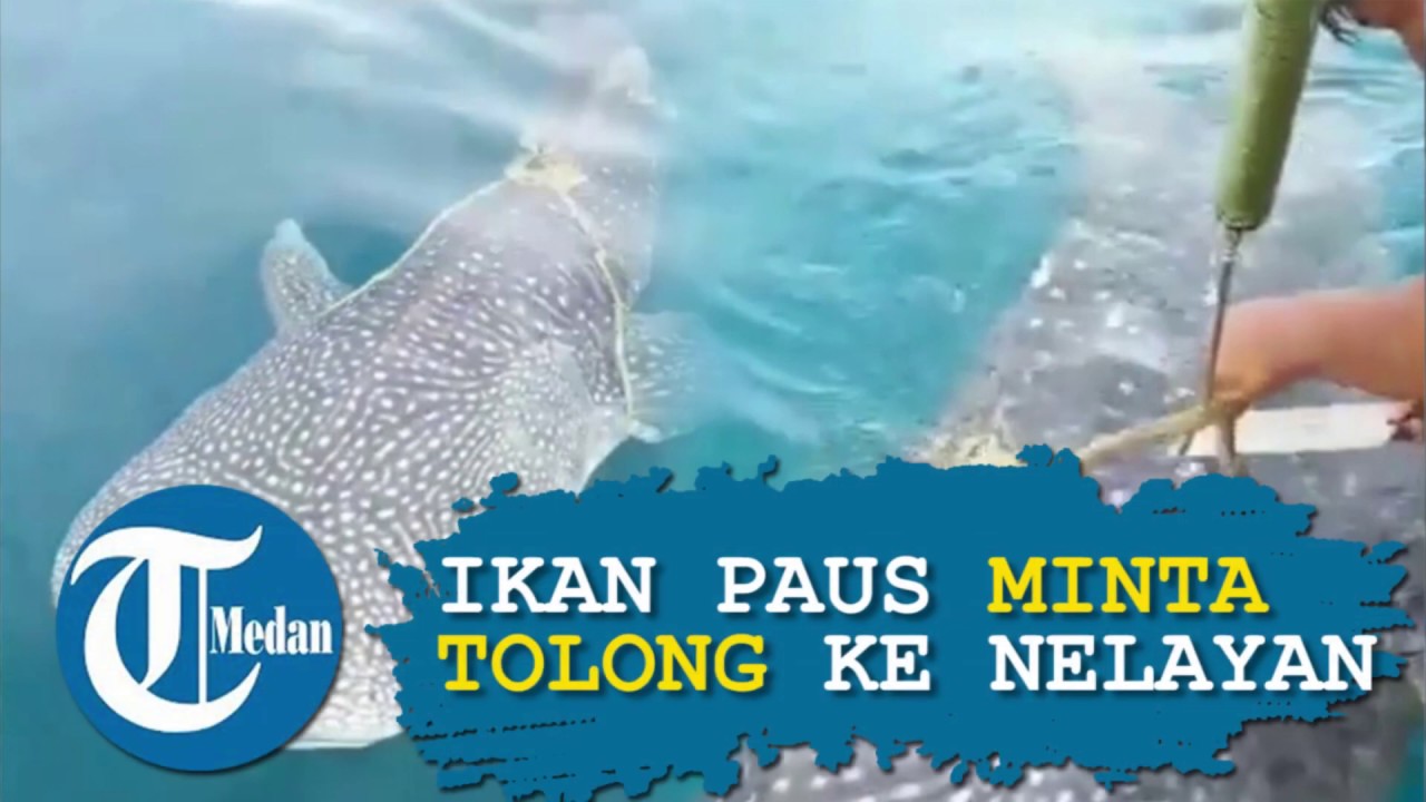 Hiu Paus Minta Tolong ke Nelayan untuk Buka Tali yang Menjeratnya