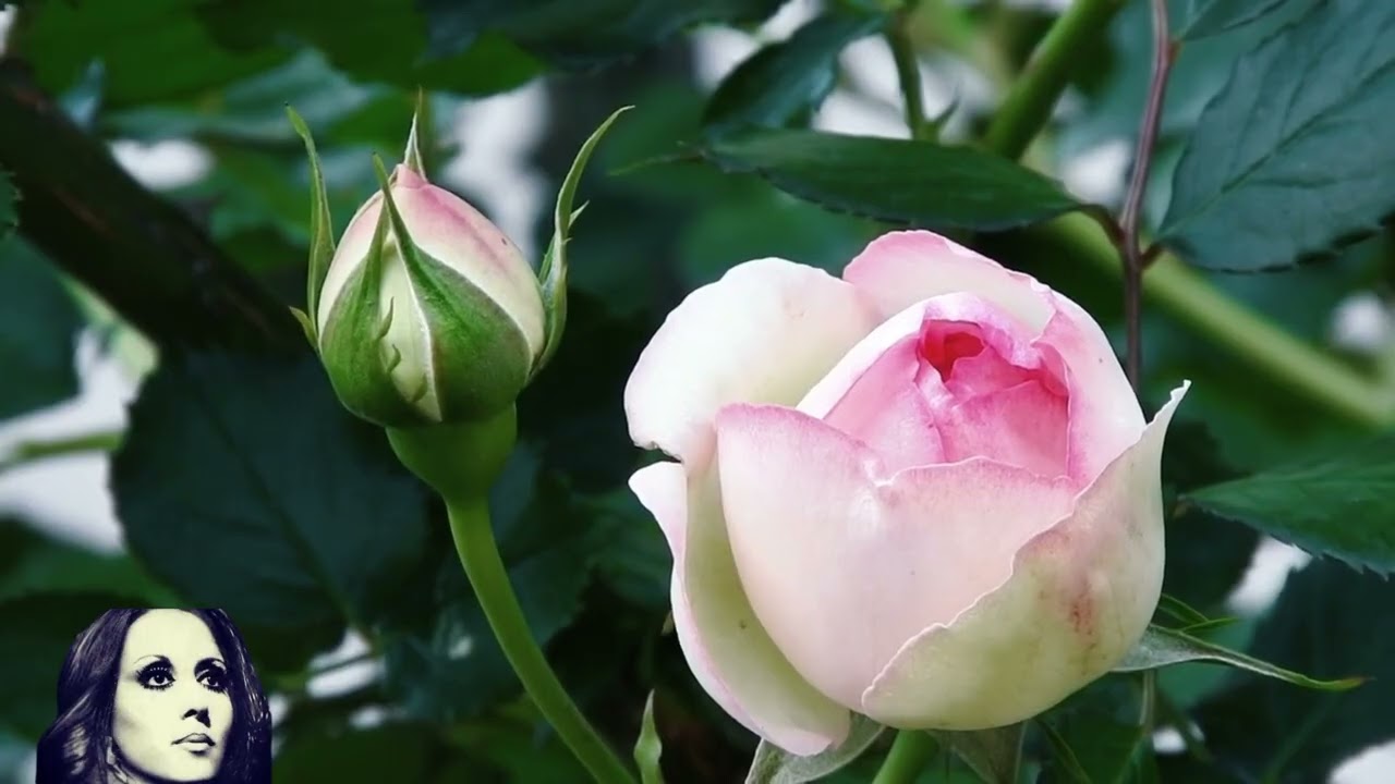 لما عالباب يا حبيبي منتودع فيروز الصباح ☕️