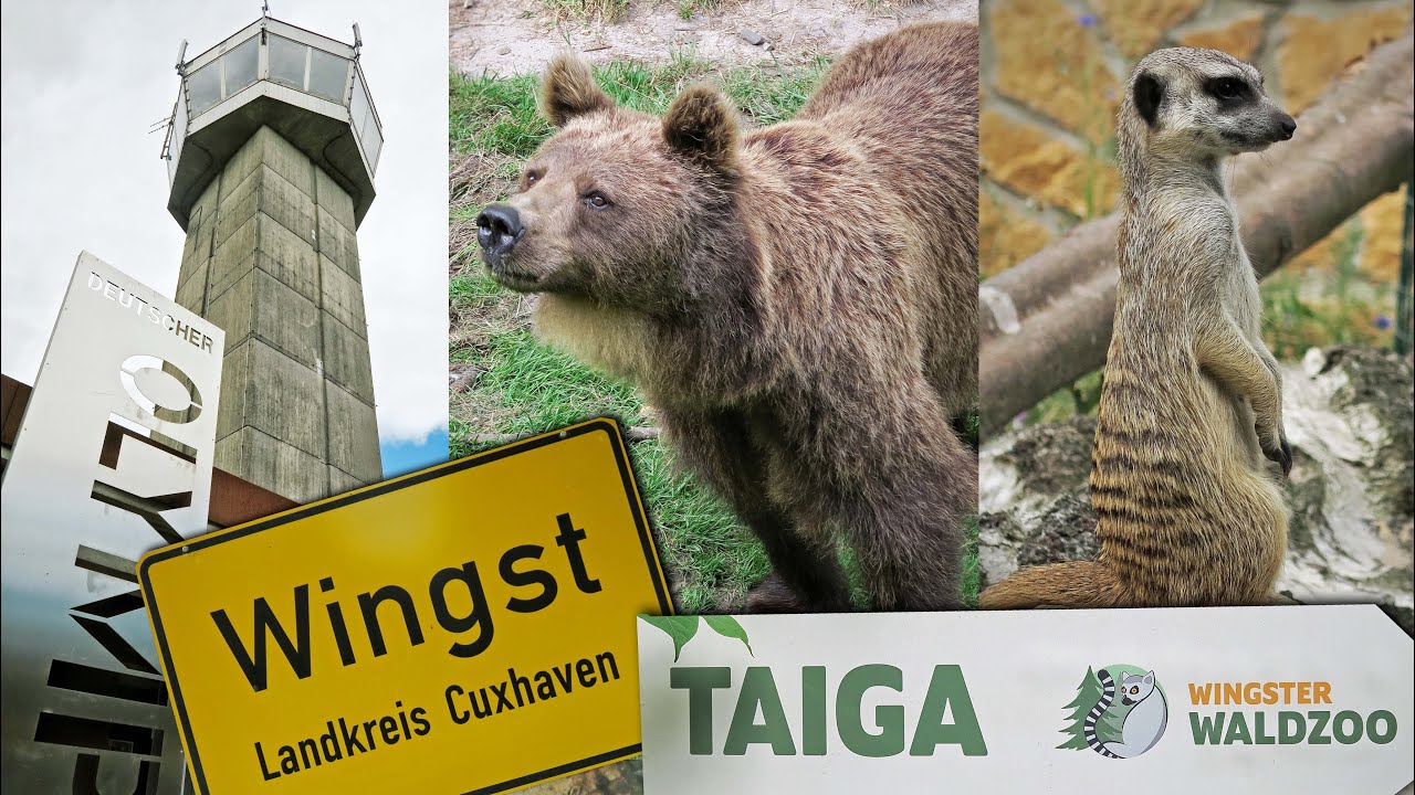 Wingst | Waldzoo | Wolf & Bärenpark Taiga | Aussichtsturm Olymp