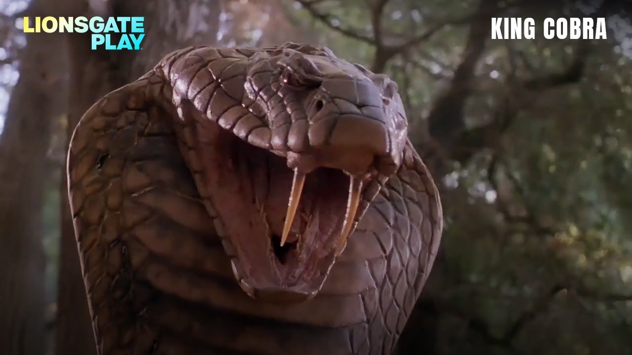 King Cobra Movie Scene  | Casey Fallo | Scott Hillenbrand | Pat Morita |@lionsgateplayin