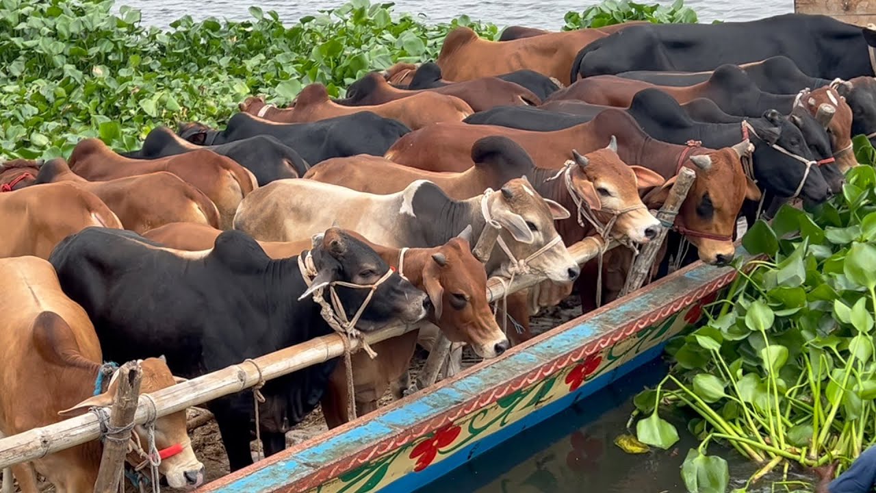 cow unloading cow videos cow video big cow goru hamba cow 599