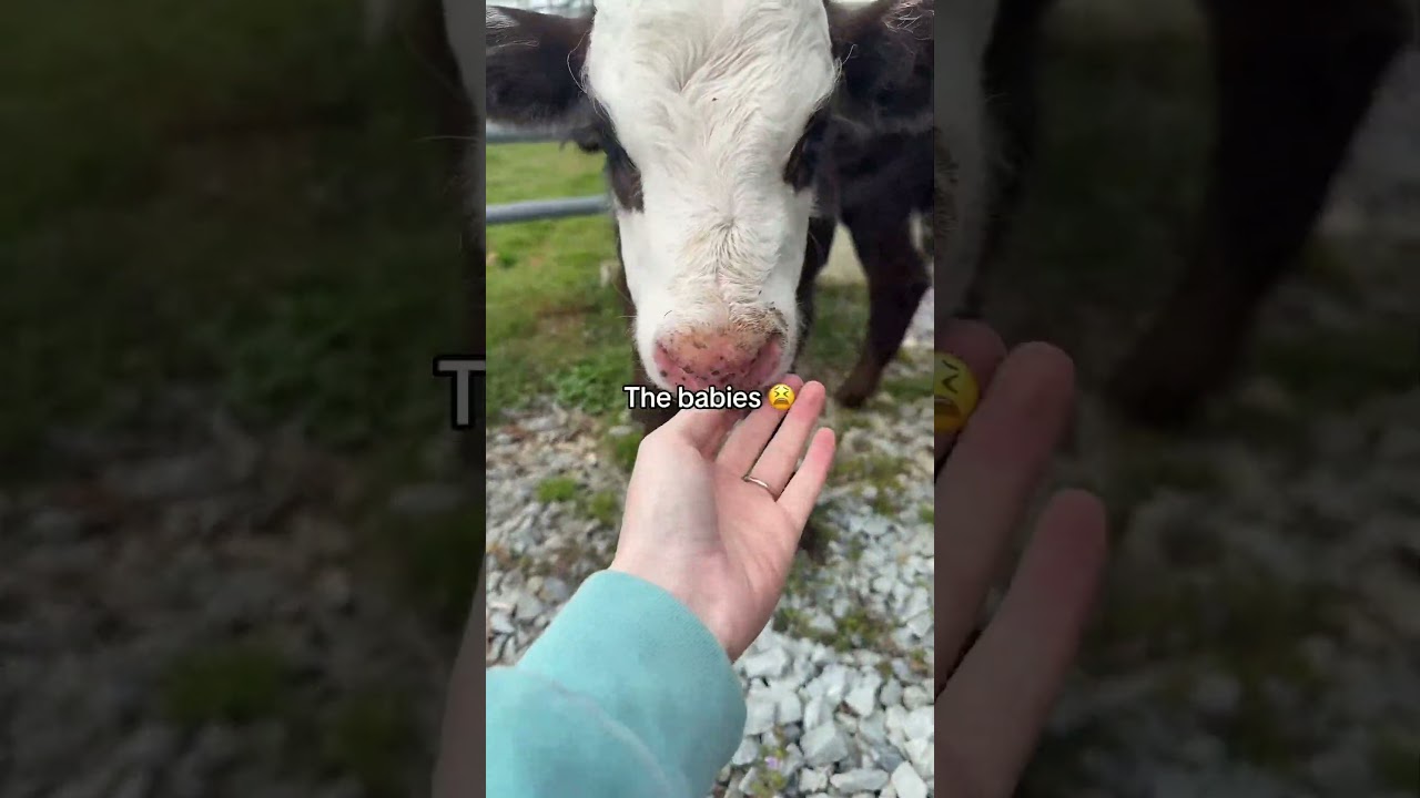 East Fork Farms new cattle 🐮