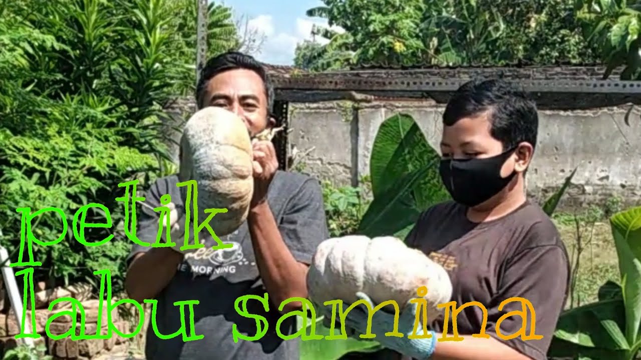 Pertama Petik Labu