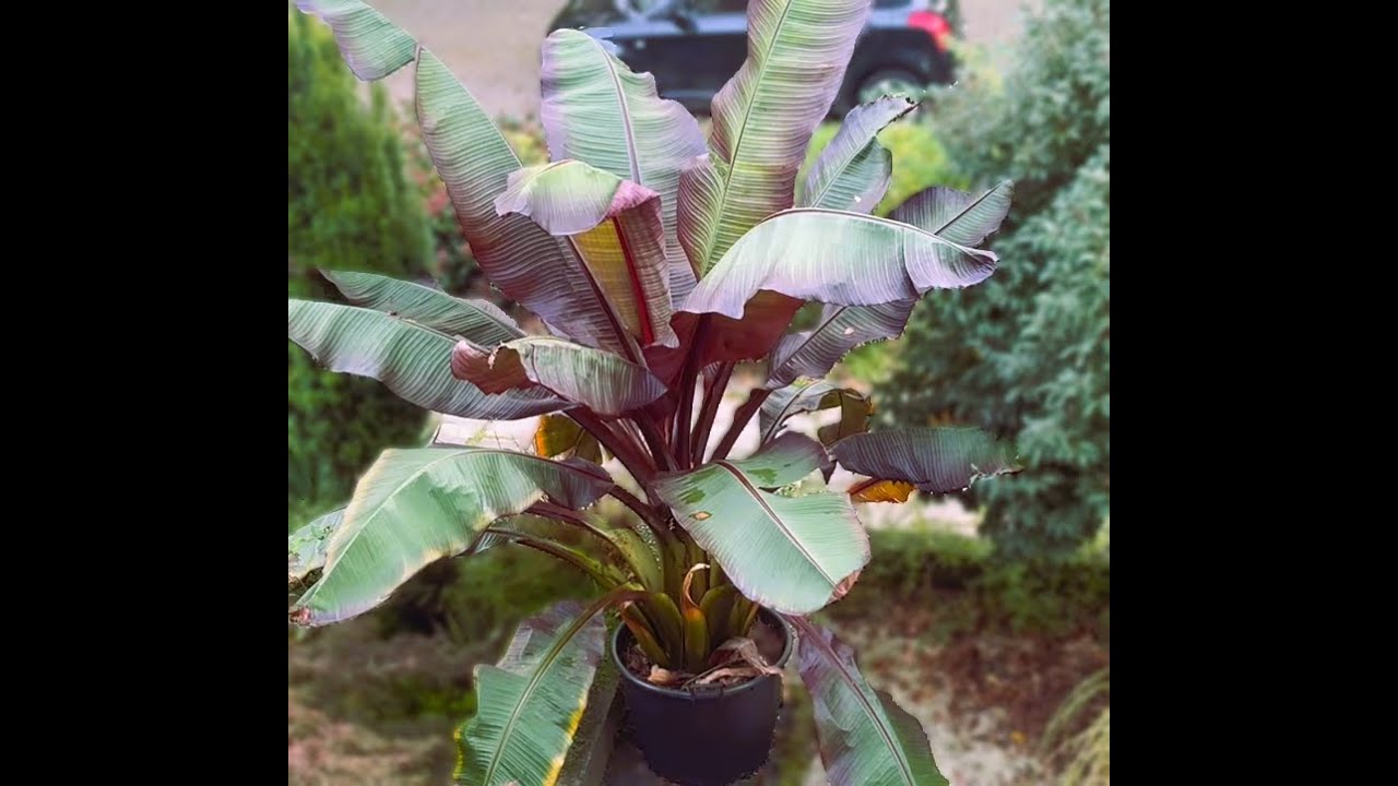 Bananenplant overwinteren: Ensete ventricosum Maurelli overwintering - 2e jaar