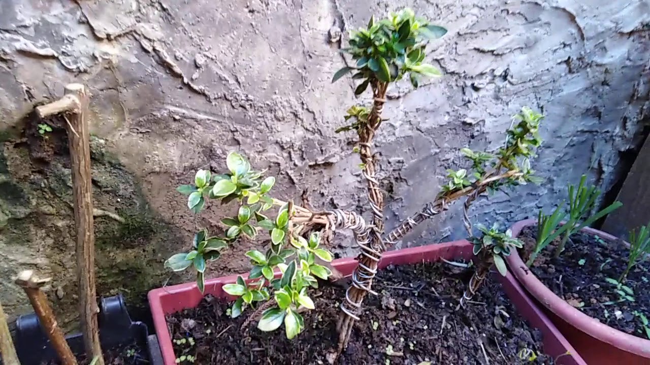 PLANTITOS