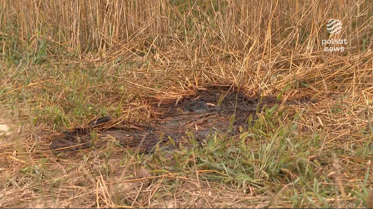 Kolejny zagryziony przez psy. Mieszkańcy w panice