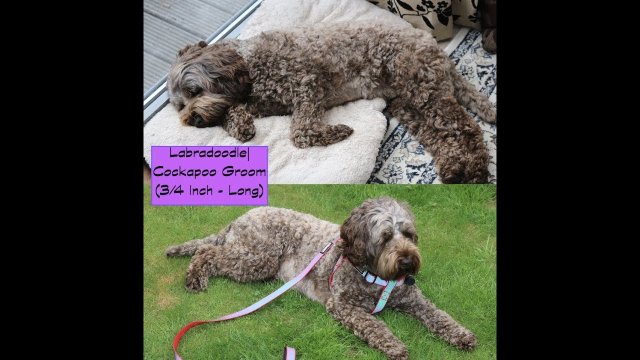 How to groom a Labradoodle/Cockapoo - Body - (Clippers|Long)