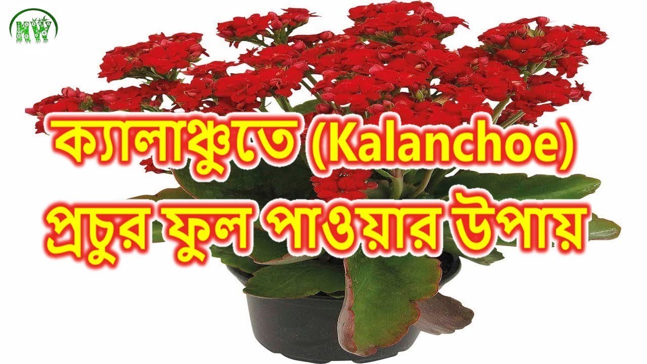 প্রচুর  ফুল পেতে ক্যালাঞ্চু (Kalanchoe) গাছের প্রতিস্থাপন ও পরিচর্যা।