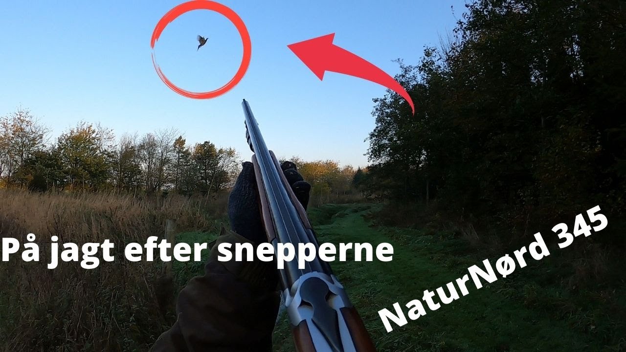 NaturNørd 345. Sneppejagt i min egen skov.