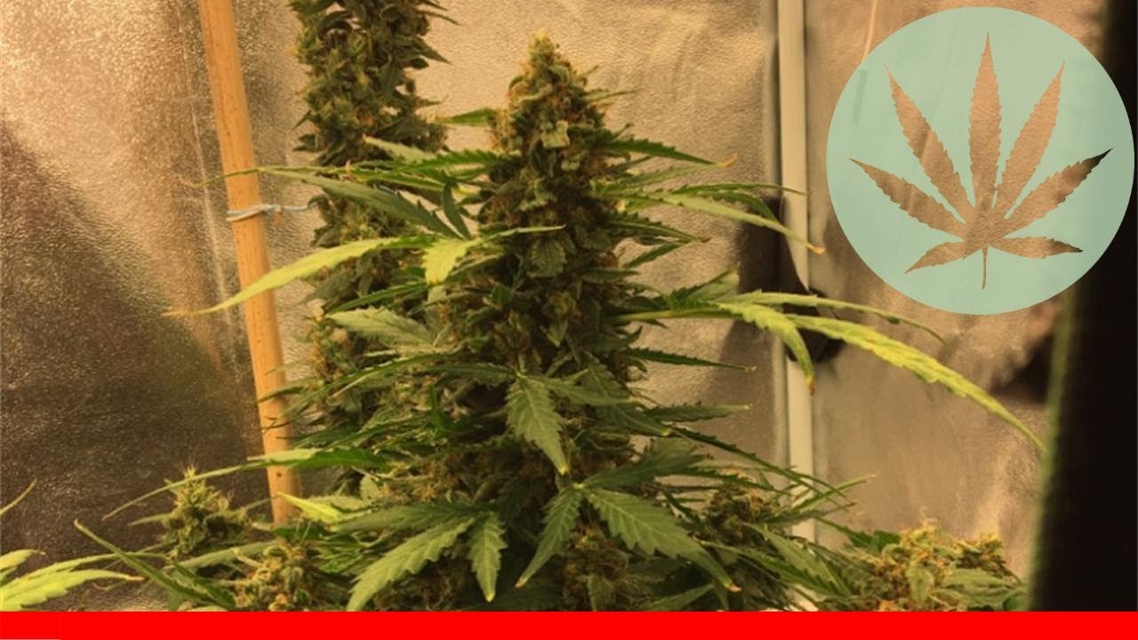 Blue Mystic - All About This Strain