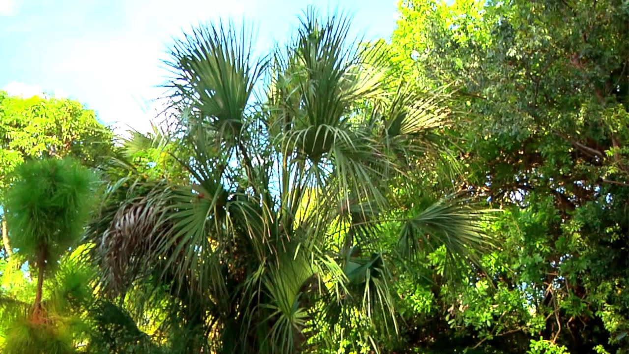 Pine Rocklands