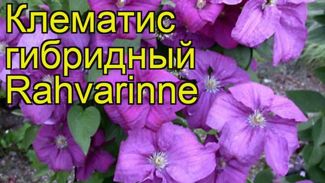 Клематис гибридный Rahvarinne. Краткий обзор, описание характеристик, где купить саженцы, крупномеры