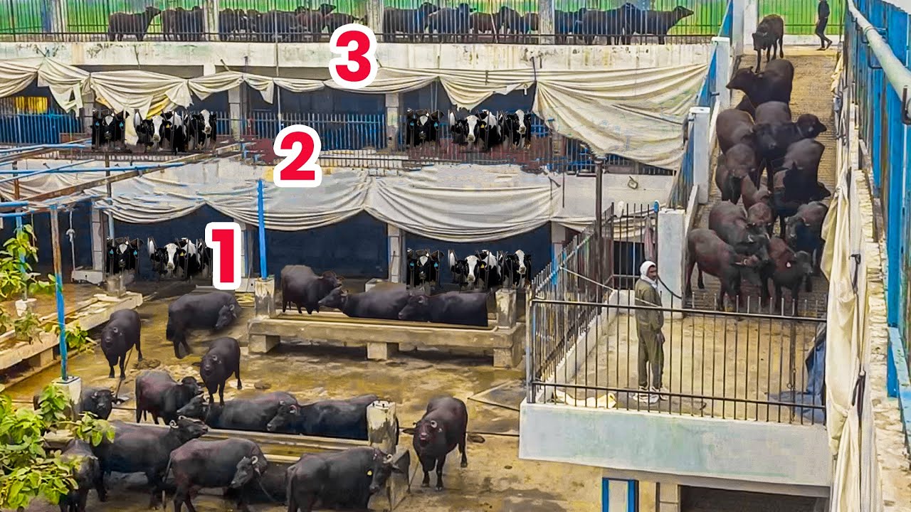 450  गाय भैंस 3 मंजिला डेयरी फार्म Dairy Farm  🐄?@OrganicAcre