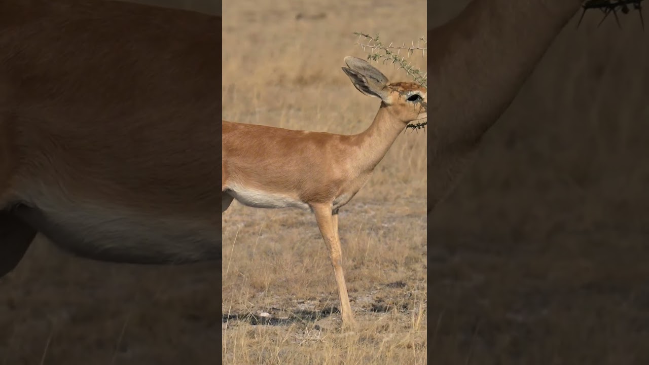 Steenbok in Etosha National Park, Namibia.
