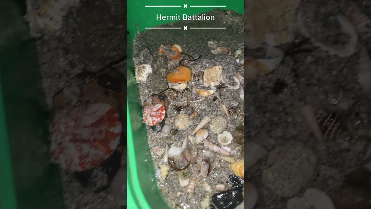 THE TRAGEDY & THE RESCUE: Saving the Hermit Battalion! (New General Found)