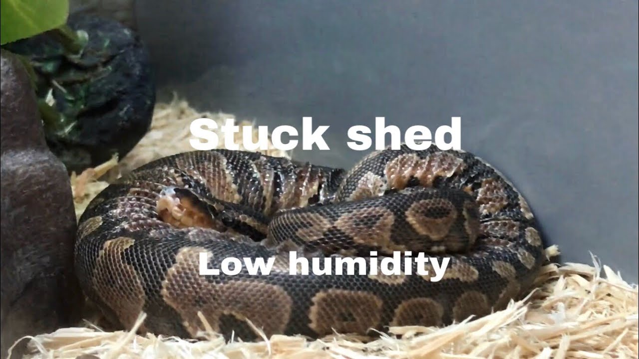 Petco neglecting their  reptiles!