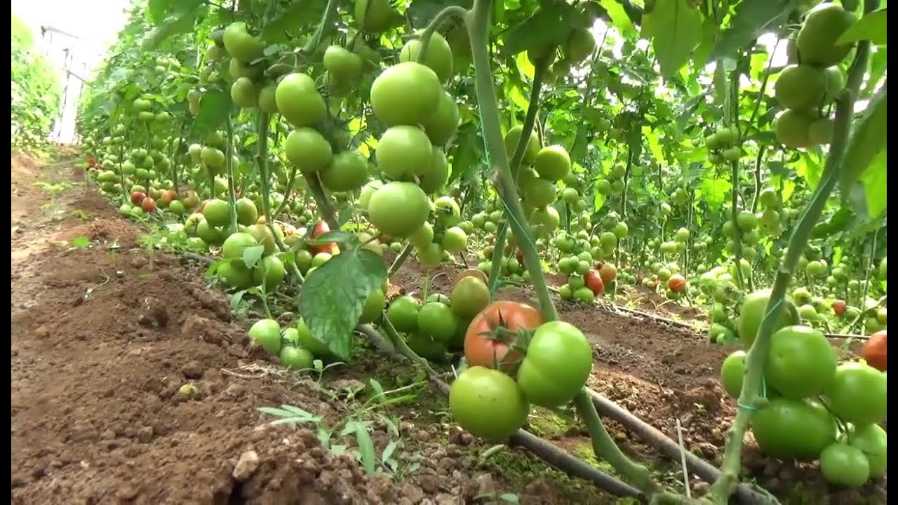 Domateste  Verim İzleyin - Seyran Cinsi Domates - Domates Serası