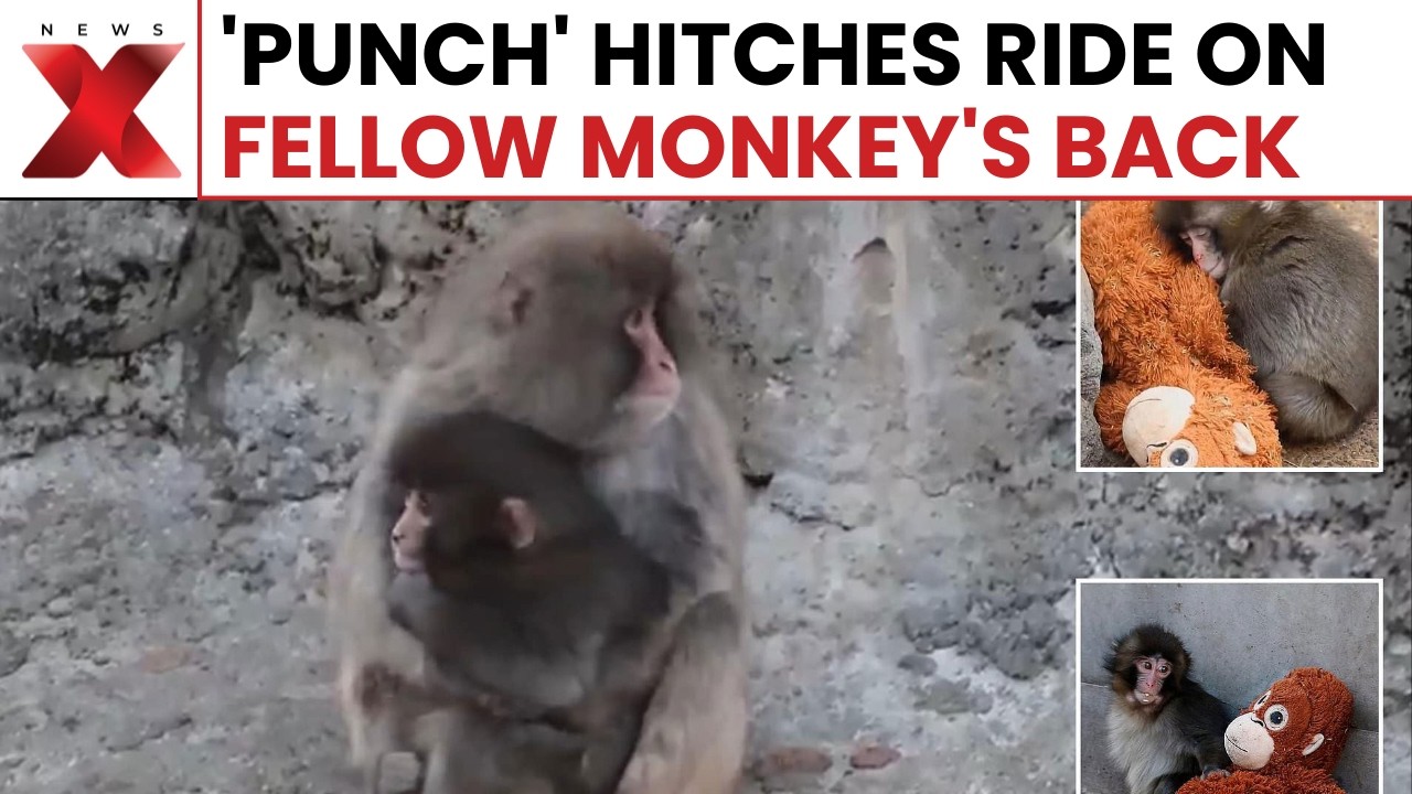 Adorable Monkey Punch Rides Fellow Macaque At Ichikawa Zoo In Viral Video | NewsX
