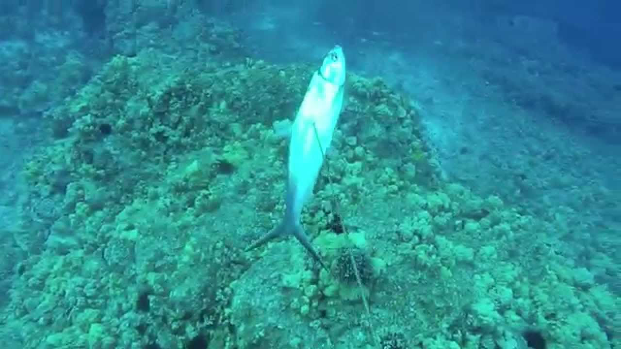 spearfishing hawaii: fatal attractions