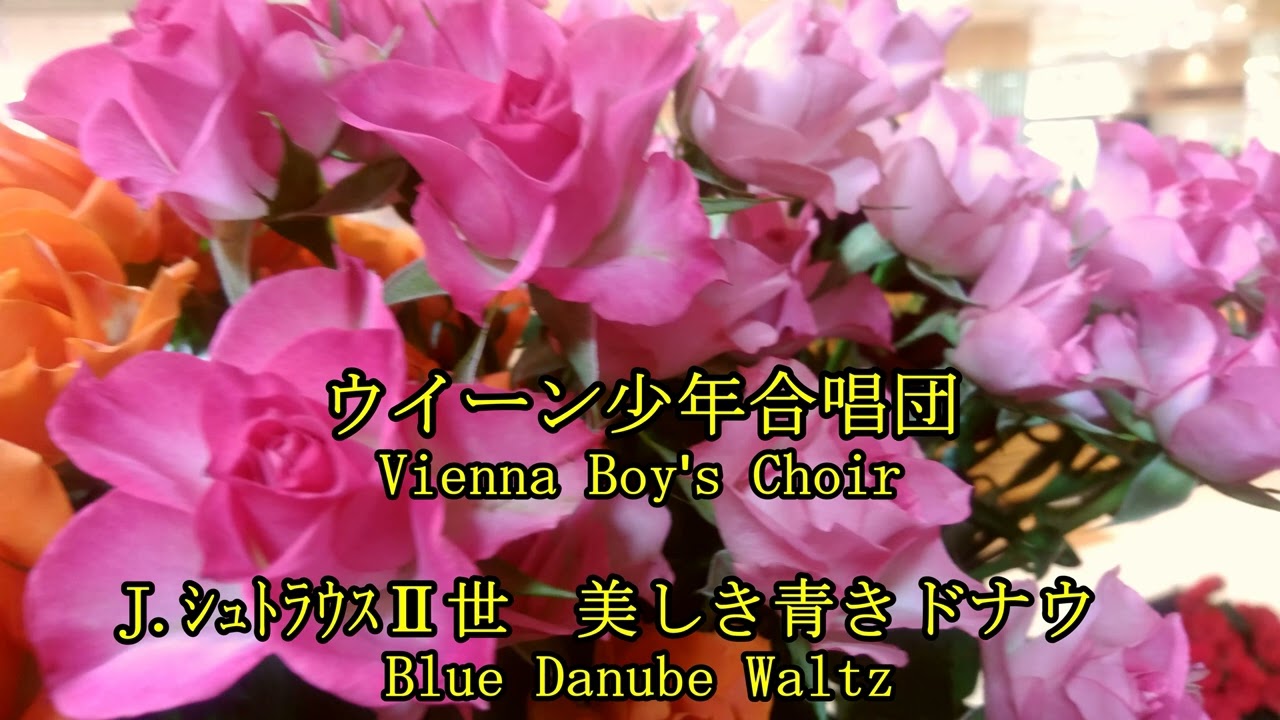 ウィーン少年合唱団　J.シュトラウス二世　美しき青きドナウ　　　Vienna Boy's Chair   J.Strauss Ⅱ  Blauen Donau Op.314