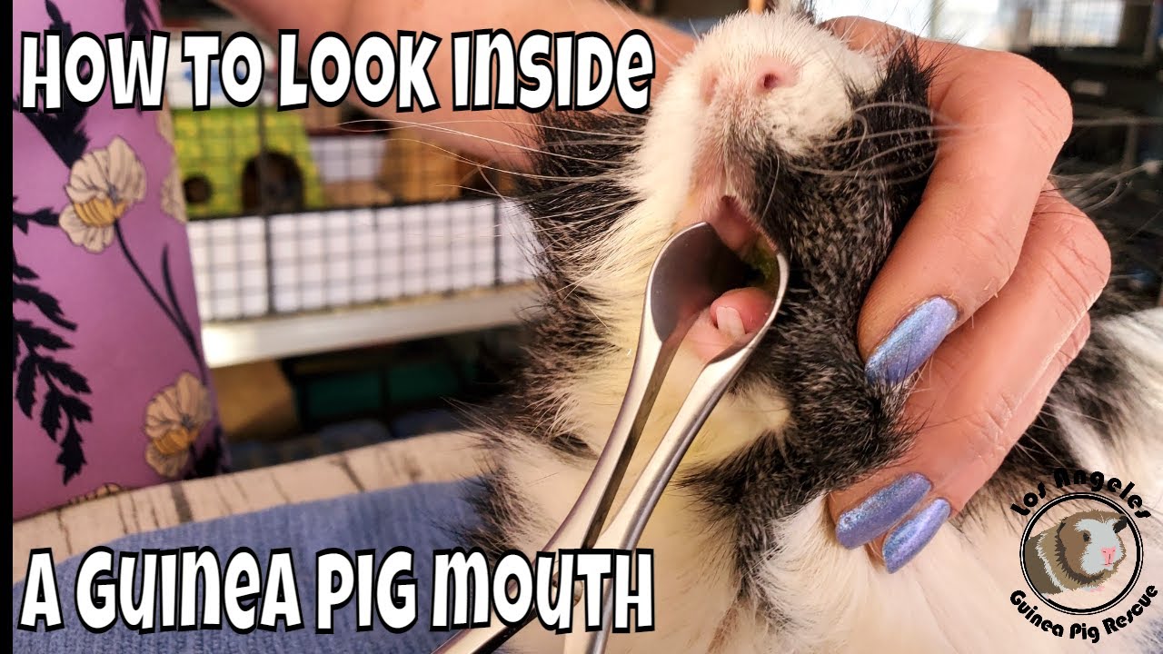 How to See Inside the back of a Guinea Pig Mouth to the Molars
