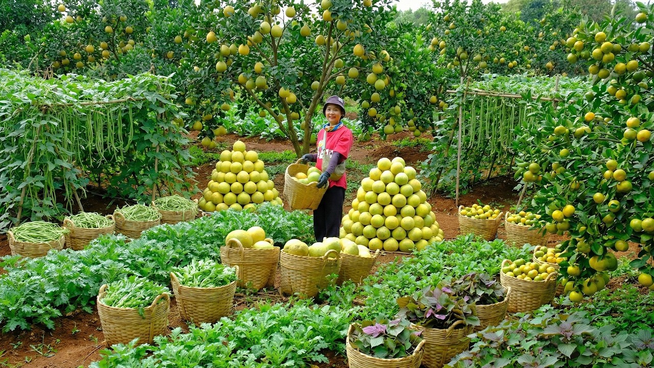 Relax With Harvest: Pomelo, Yardlong Beans, Mandarin, Crown Daisy, Perilla, Winter Melon, Star Apple