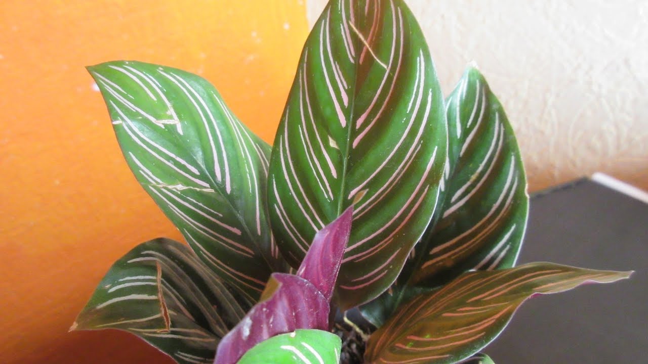 Calathea Raya de Lapiz  ( GOEPPERTIA ) #135