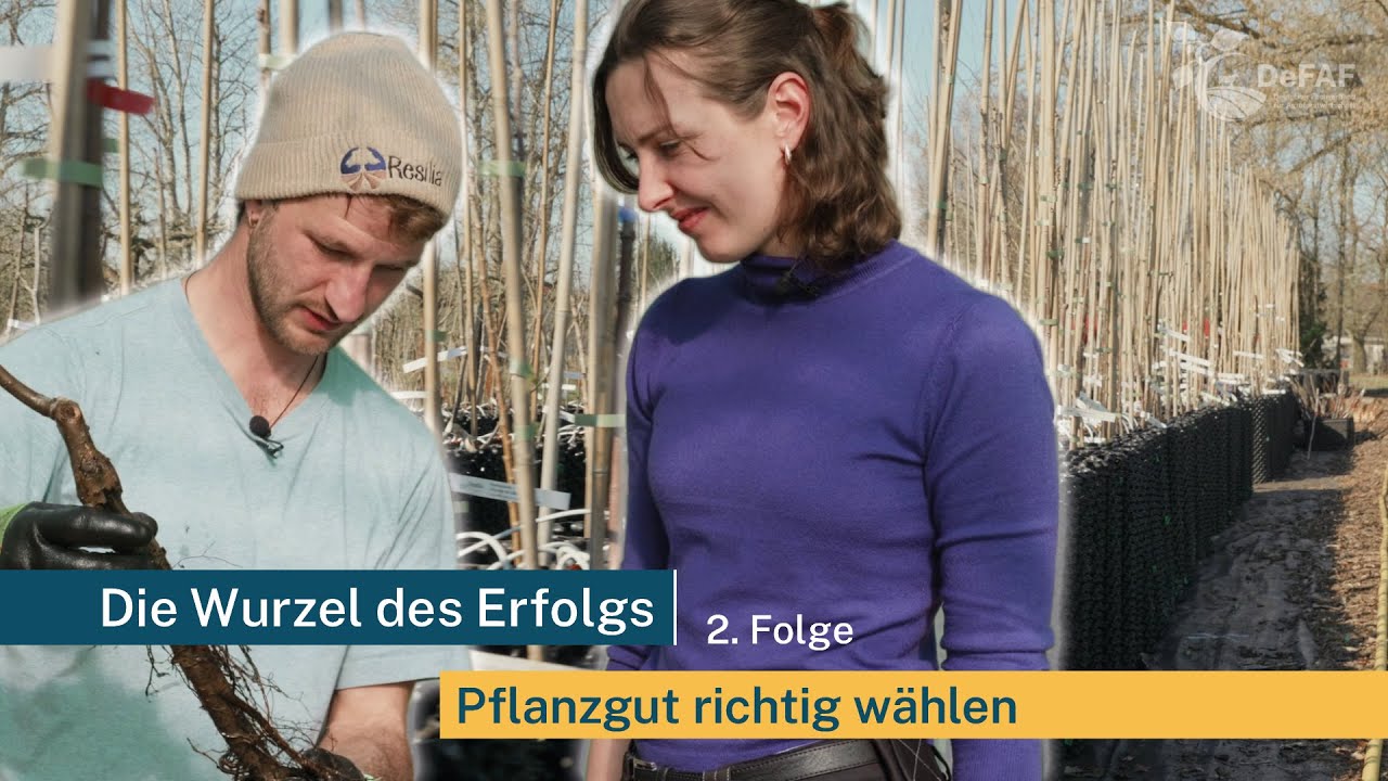 AGROFORST KOMPAKT: Die Wurzel des Erfolgs - Pflanzgut richtig wählen