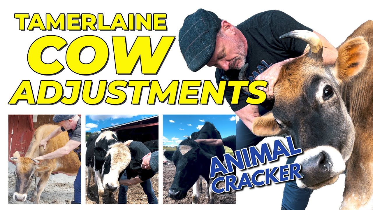 COW CHIRO COMPILATION 🐄 Rescue Cows Meet the ANIMAL CRACKER!