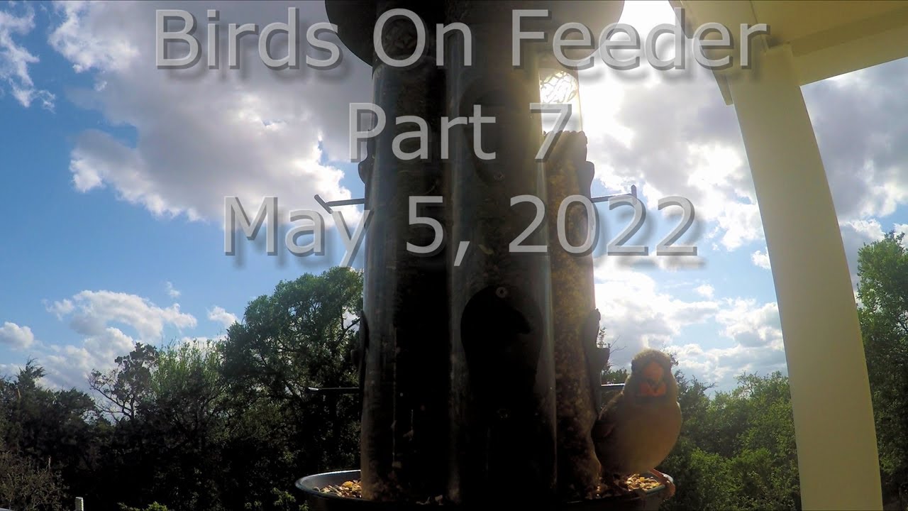 Birds On The Feeder Part 7 May 5, 2022 in 4K  #BirdsOnFeeder