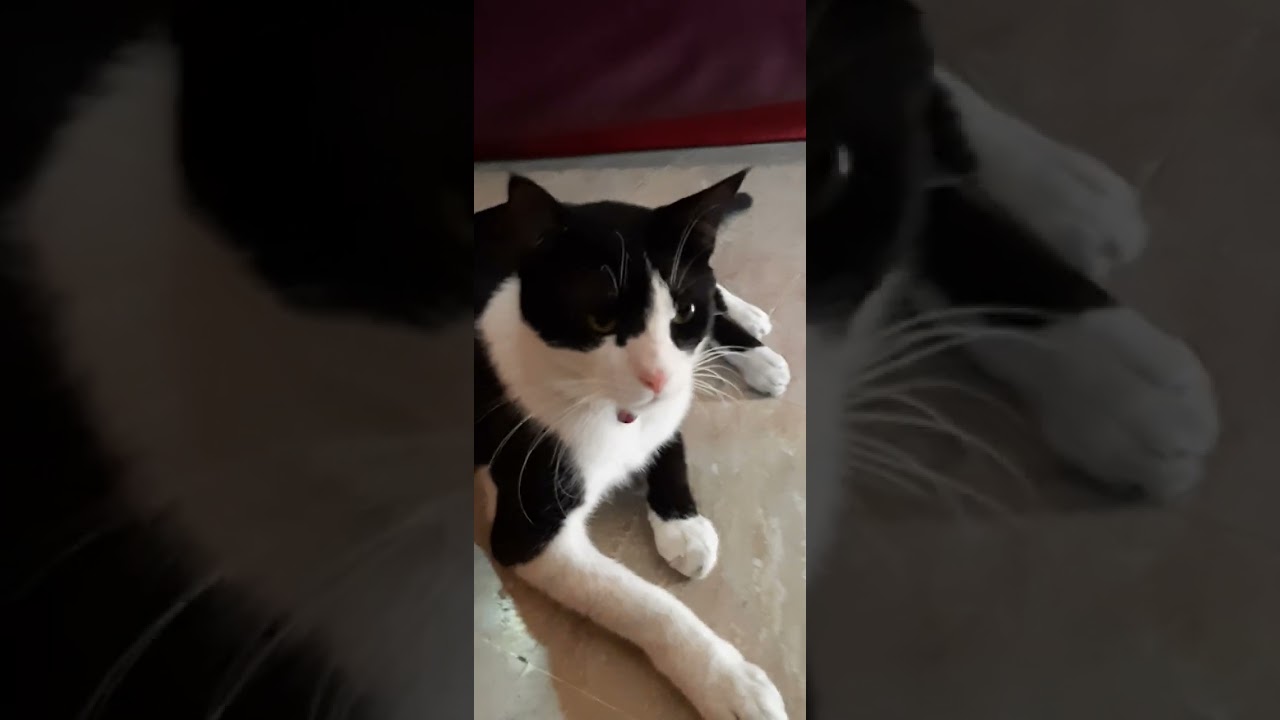 Outdoor cats lunch routine | My Street Cats 