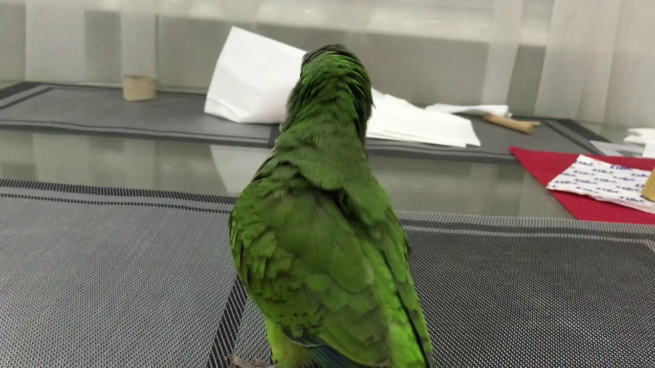 Попугай 🦜 Калита ,Монах,Квакер по имени Гуччи !