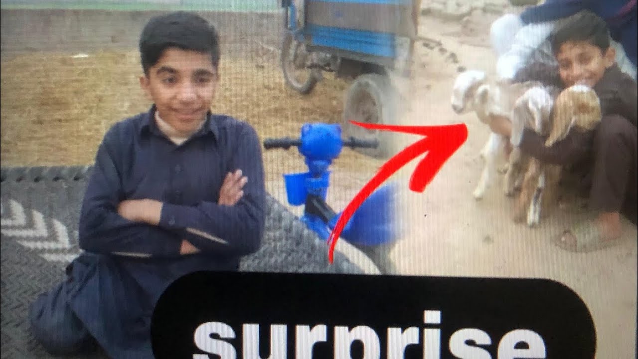 Surprise goats ke bacche