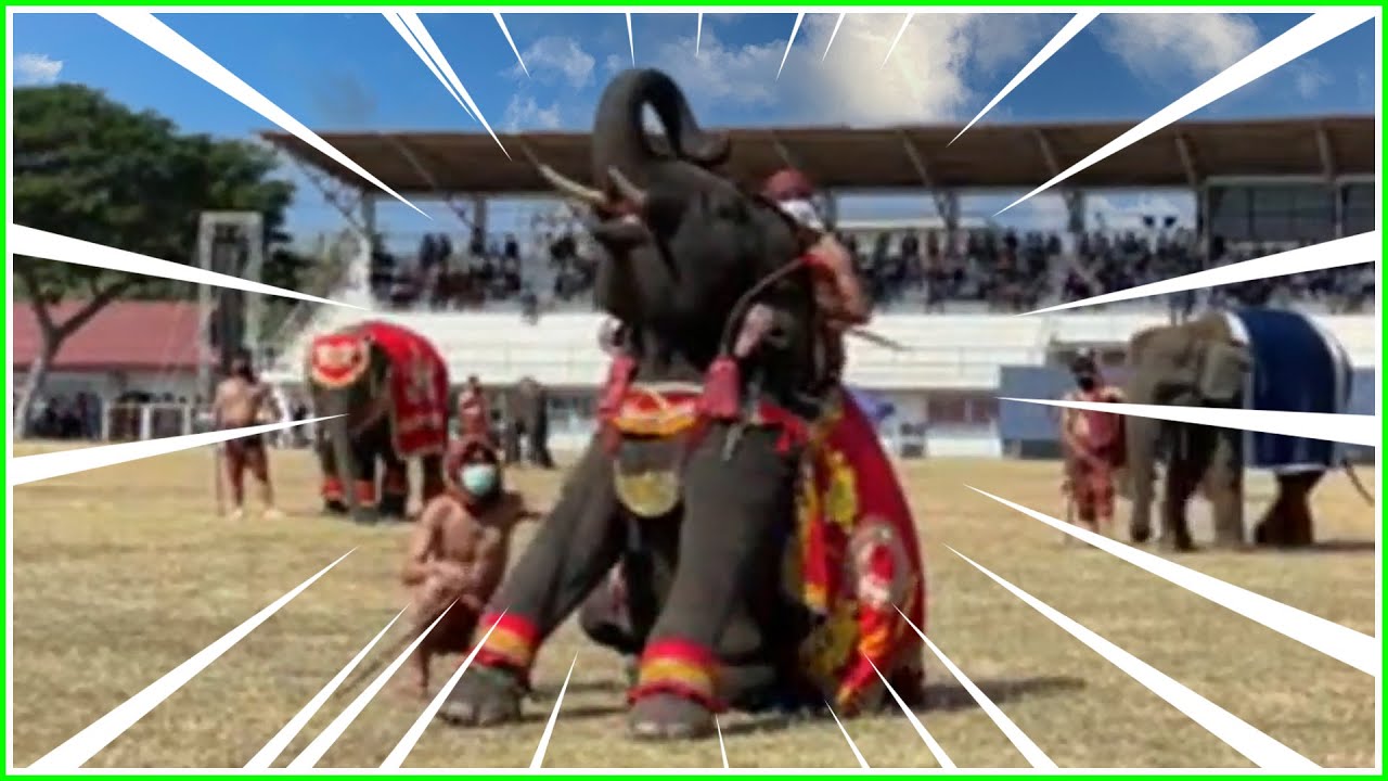 ส่งบัวบานเข้าประกวด เดินแบบช้าง สมบูรณ์ลีลาเด็ดมาก ถูกใจพ่อเสือ😂elephant