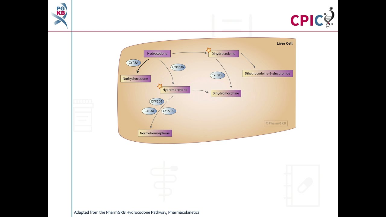 CPIC guideline for hydrocodone and CYP2D6