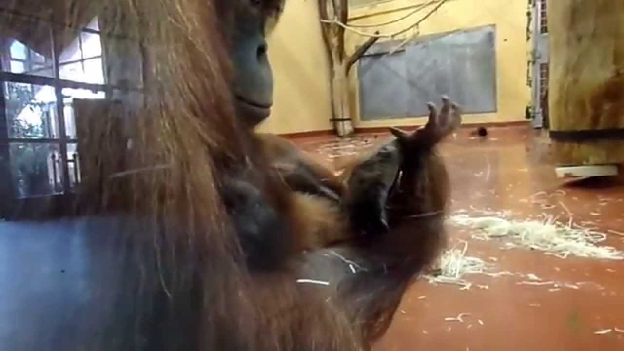 Sumatran Orangutan Baby with her Mom at the Budapest Zoo