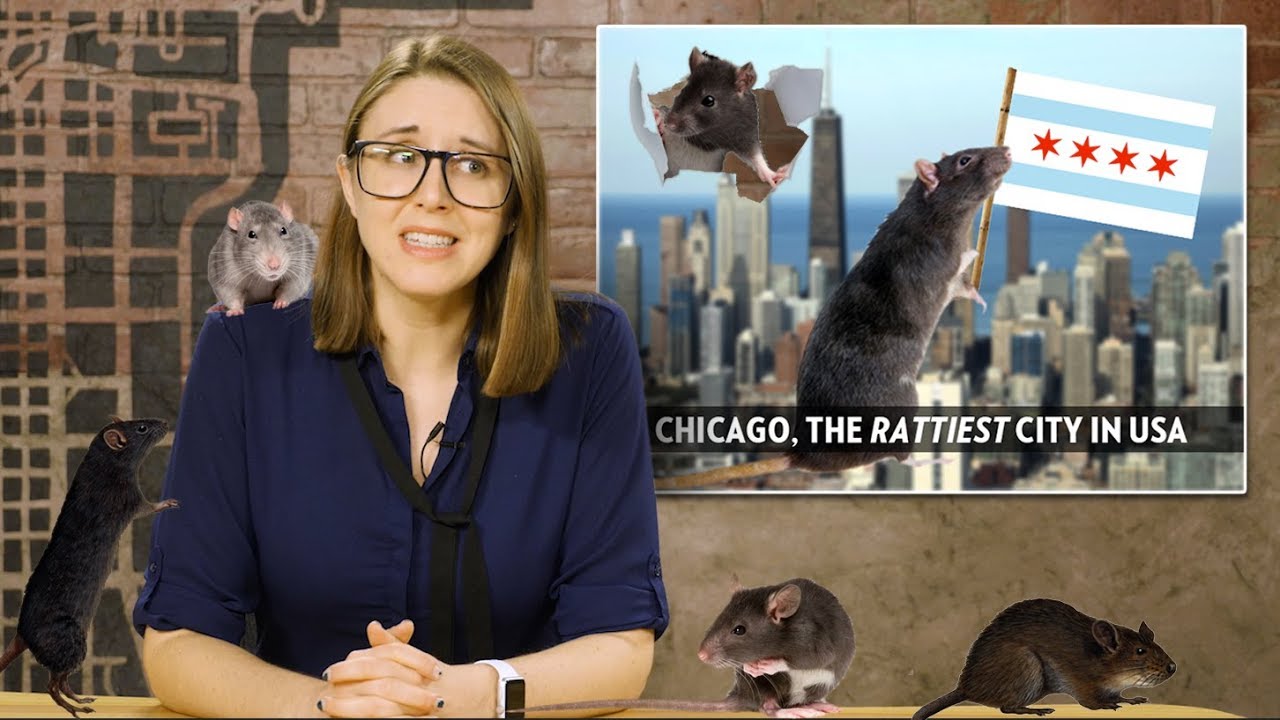 Rats! Chicago is America's 