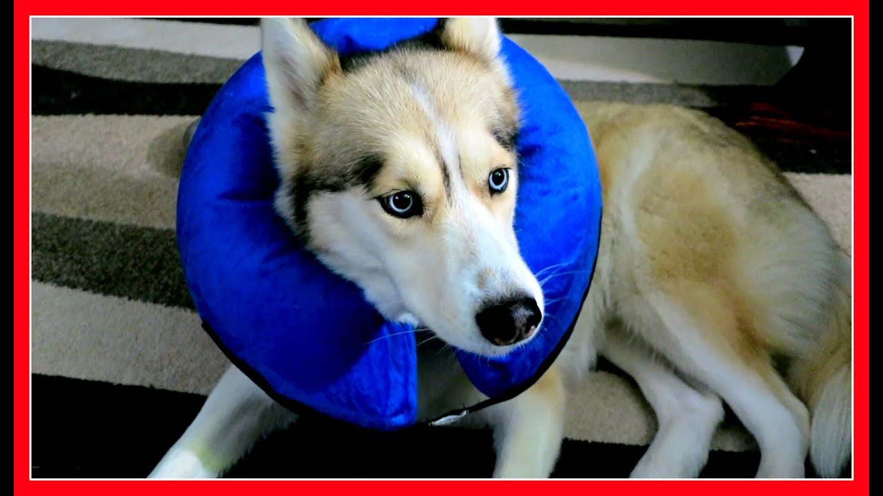 SHELBY in the CONE OF SHAME