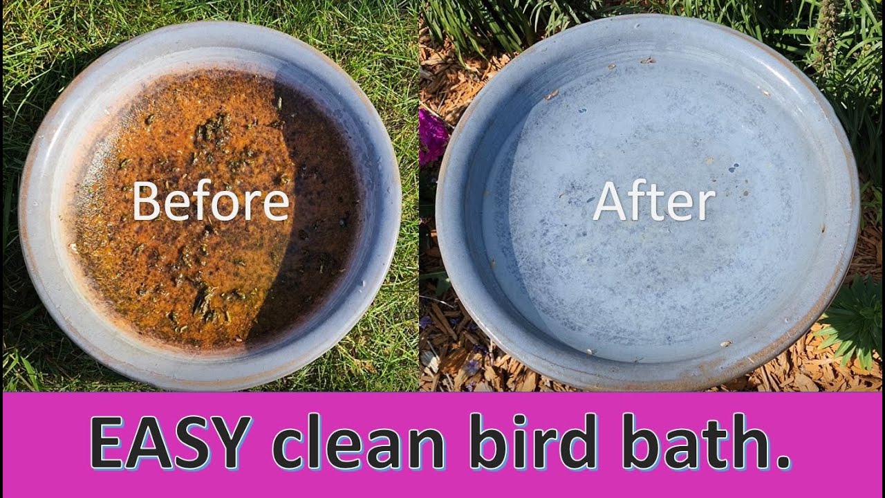 🐦How to clean a birdbath the EASY way. #zone4 #gardening #birdwatching #birds