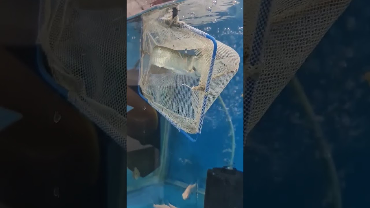 😨Small size arowana eat🐟Baby Flowerhorn😱 #aggressive #monsterfish #freshwater #aquarium Subscribe.!
