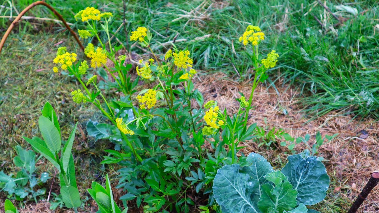 EASY Way To Grow MORE of THIS Native and Beneficial Plant!! Propagating Golden Alexanders