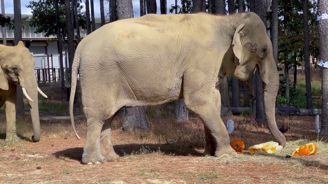 The Elephant Sanctuary | Nosey and Sissy's Halloween Monster Mash