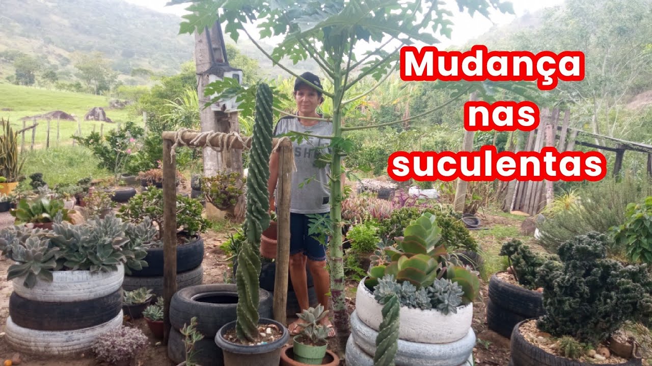 MUDANÇA TOTAL! Mudei todas as minhas suculentas e Rosas do Deserto 