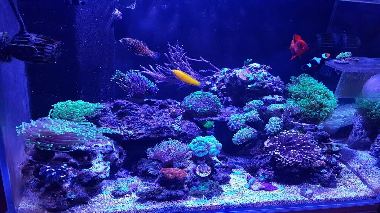 Aqua one mini reef 120 update on everything