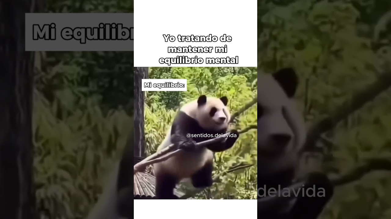 &iquest;As&iacute; o m&aacute;s equilibrado?&nbsp;😂 #memes #funnymemes #fluirconlavida #humor #pandas #animallover