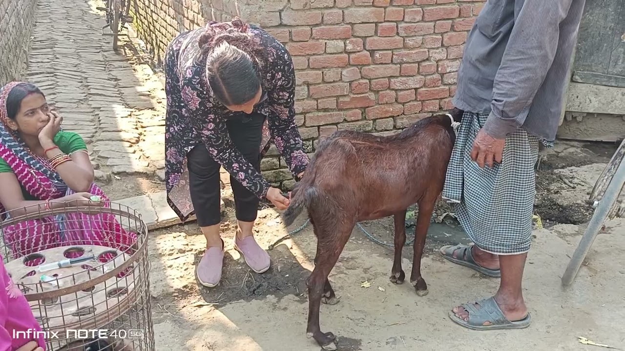 बकरी का इलाज करते हुए #rajeshsnehavlogs #vet #goat #tretment #video #viral #everyone