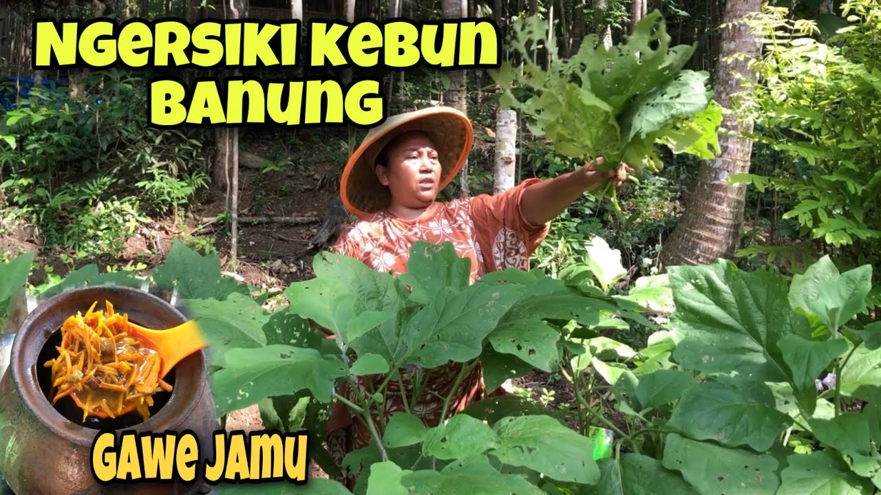 WAYAE NGERSIKI KEBUNAN LUR || KARO GAWE JAMU PEGEL MELARAT